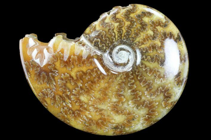 Polished, Agatized Ammonite (Cleoniceras) - Madagascar #117421